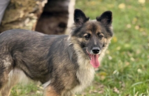 Do serca przytul psa. Talula czeka na nowy dom