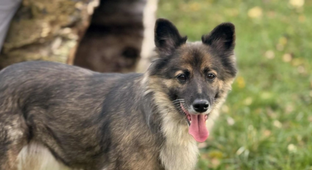 Do serca przytul psa. Talula czeka na nowy dom