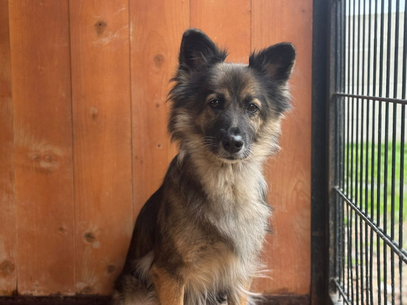 Do serca przytul psa. Talula czeka na nowy dom