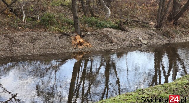 bobry centrum Świdnicy rzeka Bystrzyca ul. Miłego Dnia 23 11 2025 (16) bobry centrum Świdnicy rzeka Bystrzyca ul. Miłego Dnia 23 11 2025 (16)