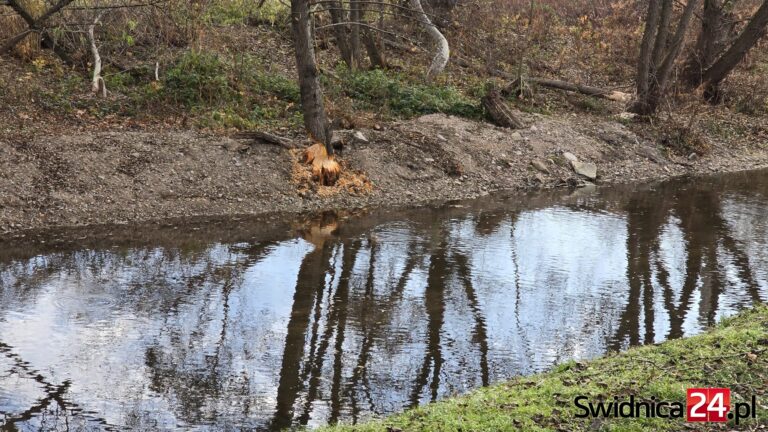 Bobry kontynuują wycinkę drzew nad Bystrzycą nieopodal centrum Świdnicy [FOTO]