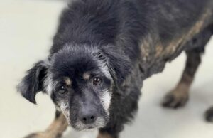 Zabrali skrajnie zaniedbanego psa. Pilnie potrzebne wsparcie na leczenie Rysia