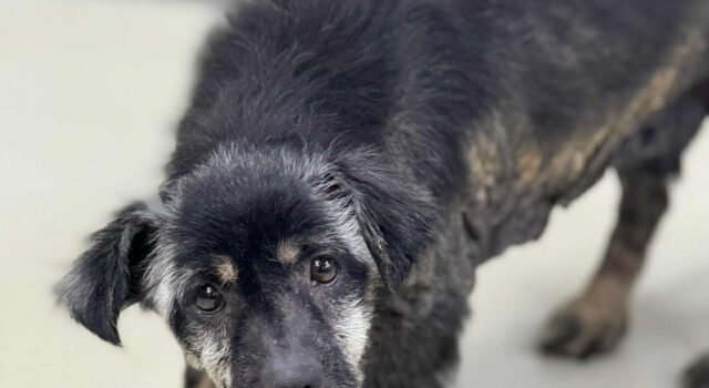 Zabrali skrajnie zaniedbanego psa. Pilnie potrzebne wsparcie na leczenie Rysia