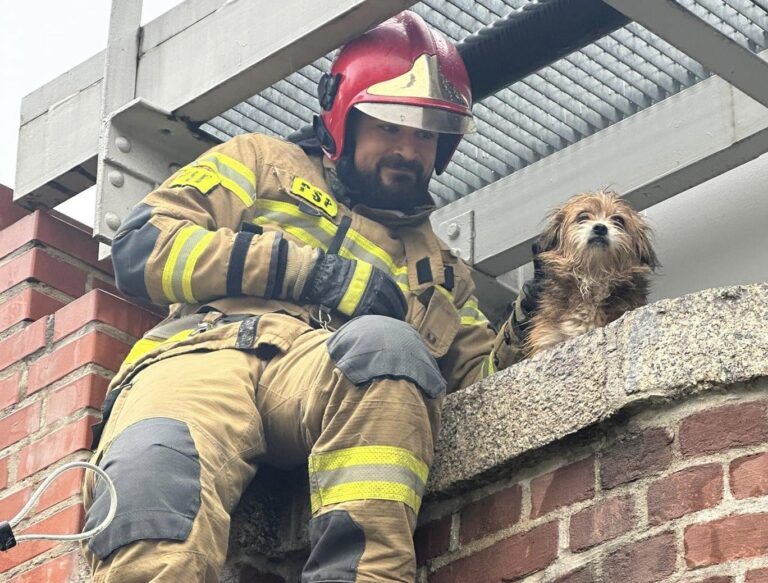 Świdniccy strażacy wybawili psa z opresji