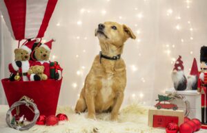 Paka dla zwierzaka! Bezdomniaki ze Świdnicy napisały listy do Mikołaja