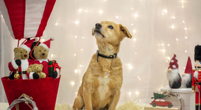 Paka dla zwierzaka! Bezdomniaki ze Świdnicy napisały listy do Mikołaja