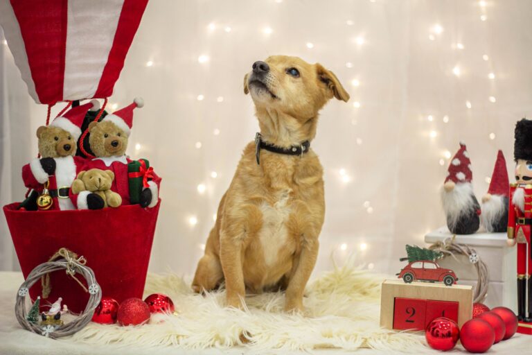 Paka dla zwierzaka! Bezdomniaki ze Świdnicy napisały listy do Mikołaja