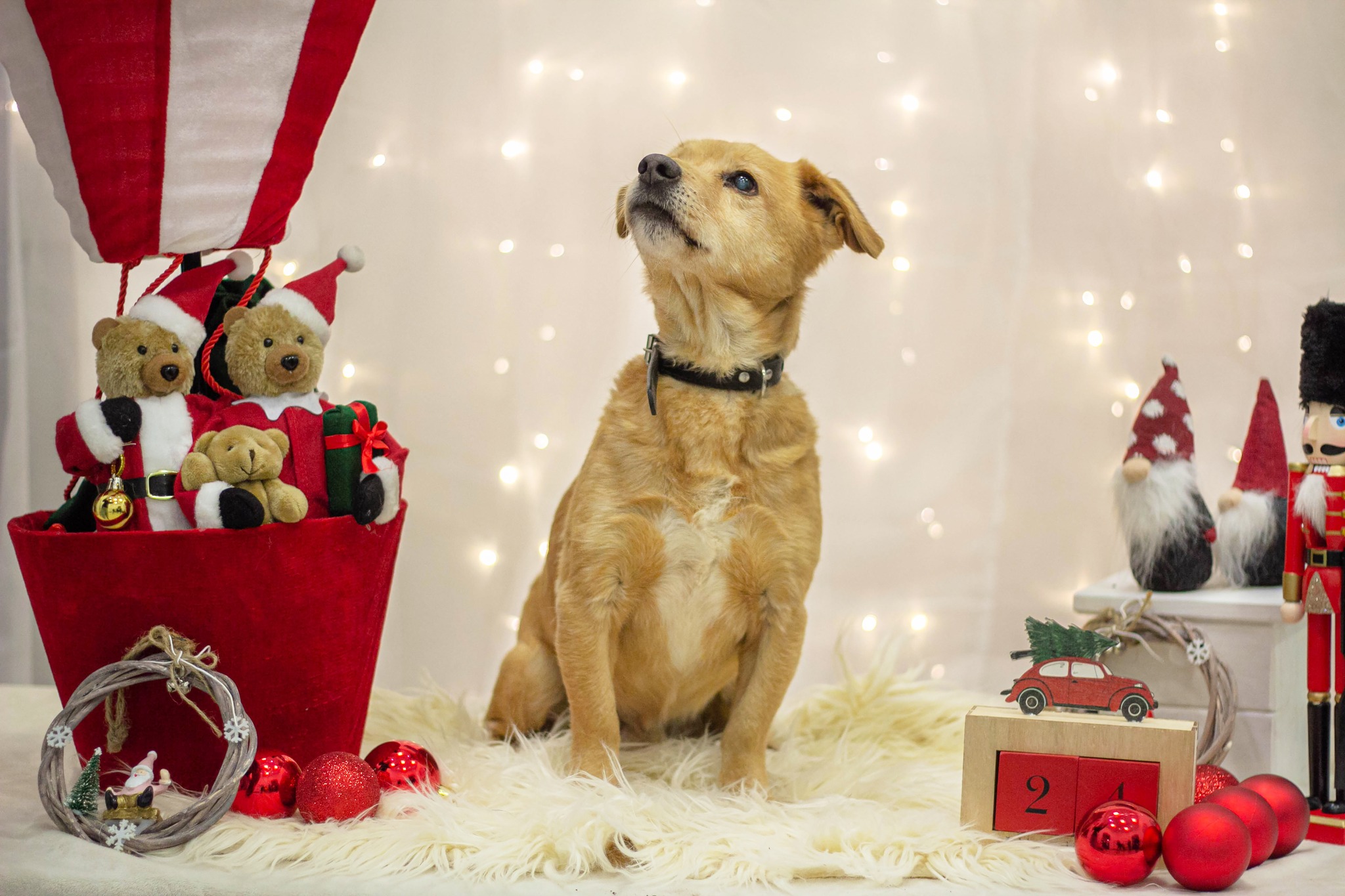 Paka dla zwierzaka! Bezdomniaki ze Świdnicy napisały listy do Mikołaja