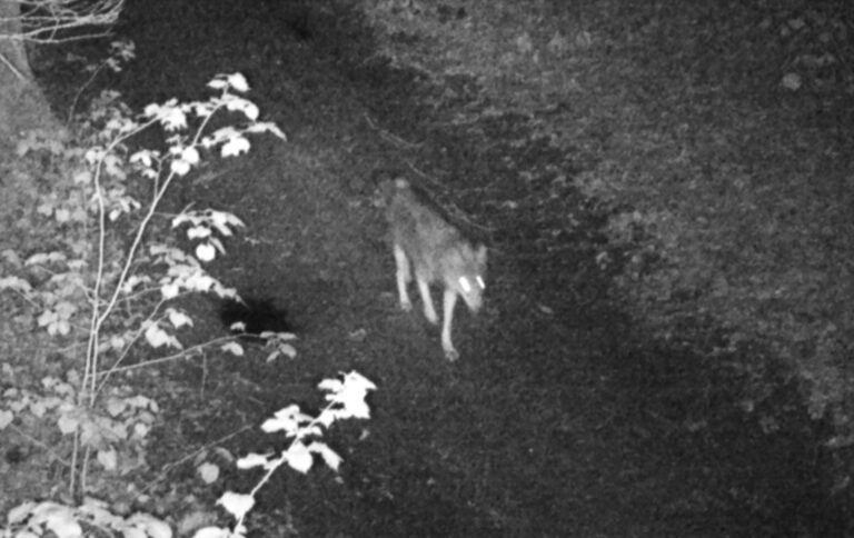 „Nocny łowca” w oku kamery. Wilki uchwycone przez fotopułapki Nadleśnictwa Świdnica [FOTO]