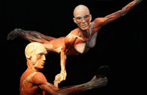 Wystawa BODY WORLDS powraca do Wrocławia z nową odsłoną! Odkryj, jak zmienia się ludzkie ciało w ciągu życia