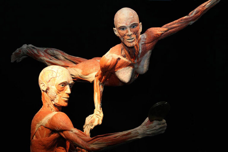 Wystawa BODY WORLDS powraca do Wrocławia z nową odsłoną! Odkryj, jak zmienia się ludzkie ciało w ciągu życia