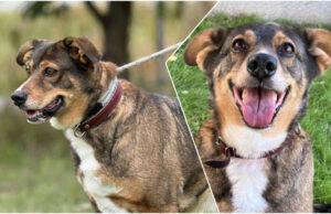 Do serca przytul psa. Freja czeka na nowy dom