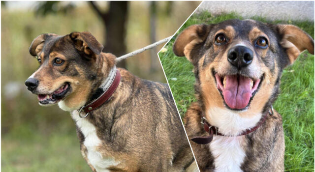 Do serca przytul psa. Freja czeka na nowy dom