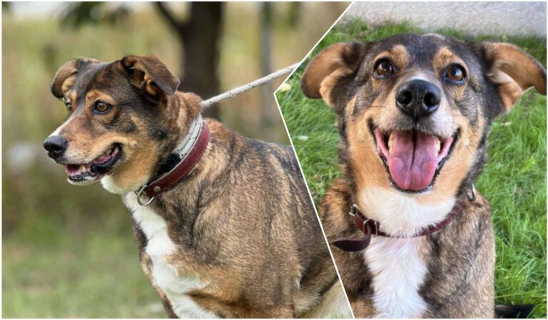 Do serca przytul psa. Freja czeka na nowy dom