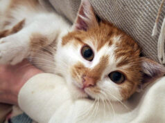 Pyziek mieszkał w rurze wypełnionej liśćmi, teraz szuka kochającego domu