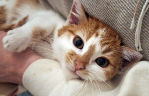 Pyziek mieszkał w rurze wypełnionej liśćmi, teraz szuka kochającego domu