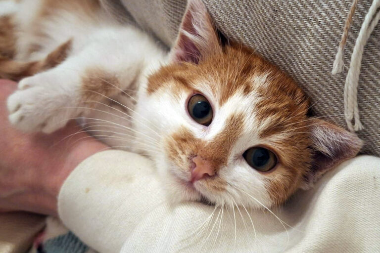 Pyziek mieszkał w rurze wypełnionej liśćmi, teraz szuka kochającego domu