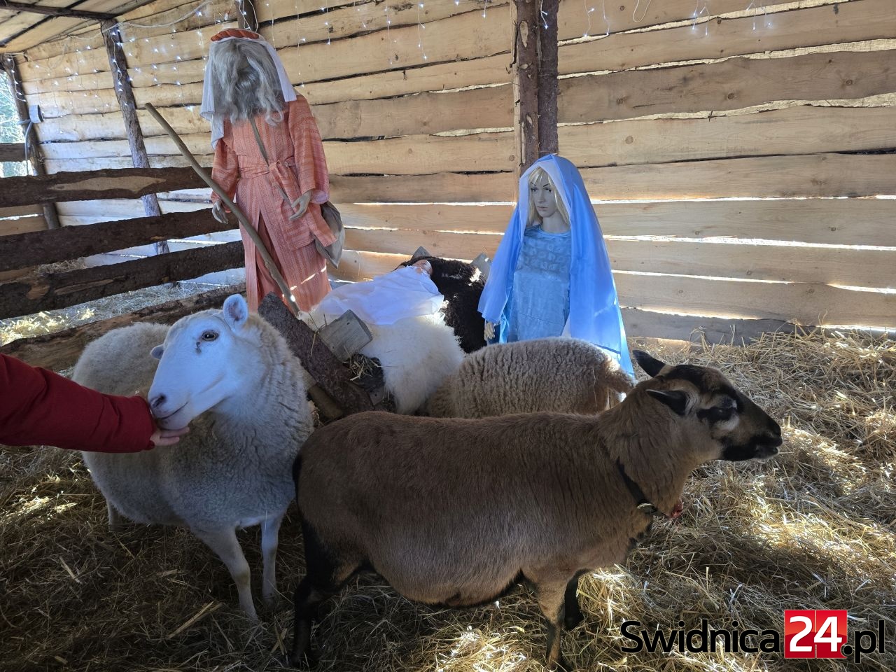 Żywa Szopka w Bojanicach zostaje na dłużej [FOTO]
