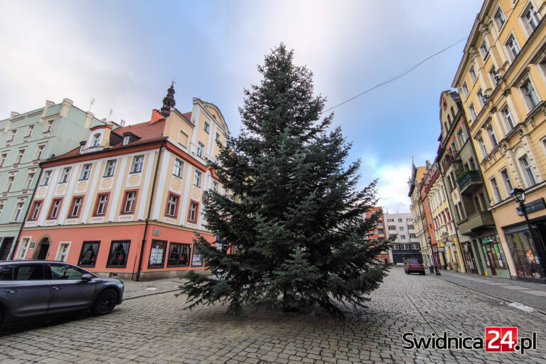 Świdnica stroi się na święta. Ponad 10-metrowa choinka stanęła w Rynku [FOTO]