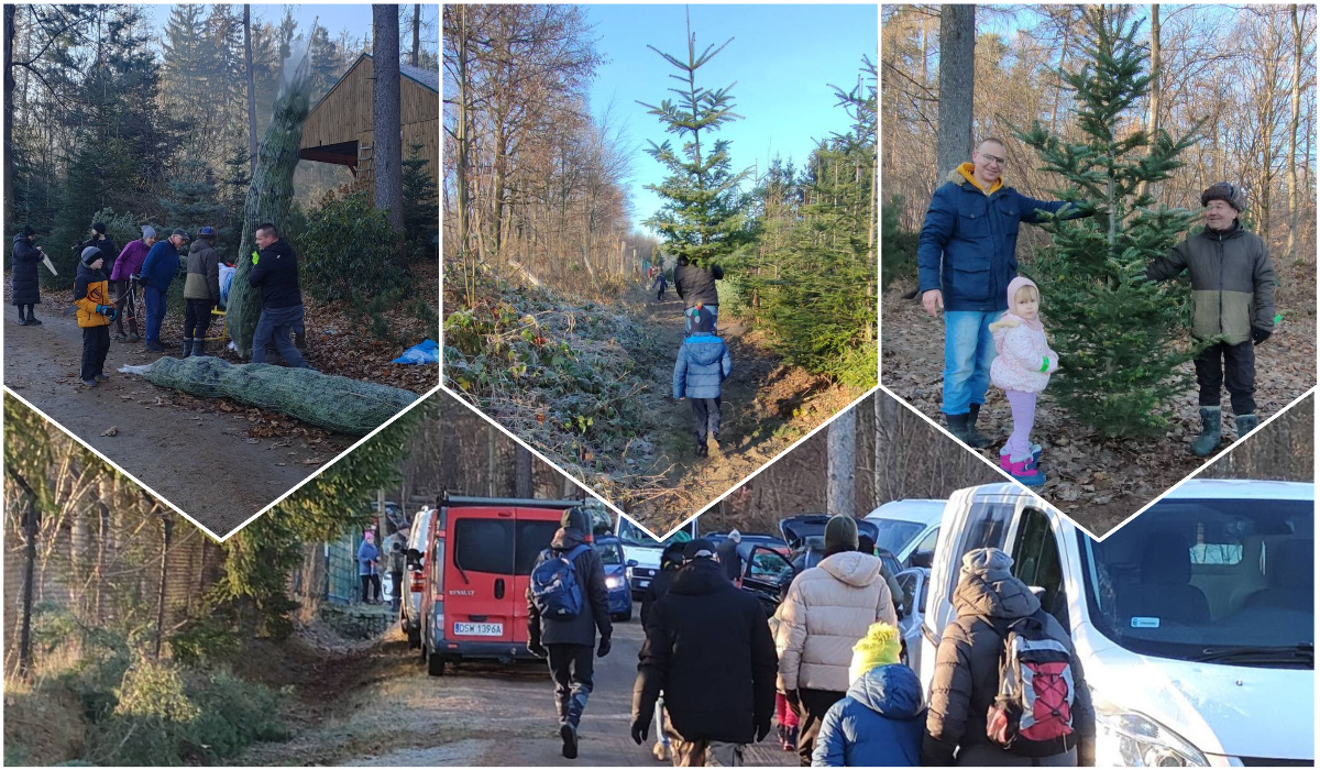 Wybrali się na poszukiwania wymarzonej choinki. Choinkobranie w Nadleśnictwie Świdnica [FOTO]