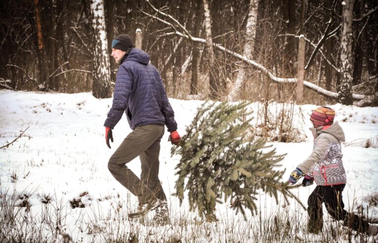 Wytnij swoją wymarzoną choinkę podczas Choinkobrania. Ile trzeba będzie zapłacić za drzewko?