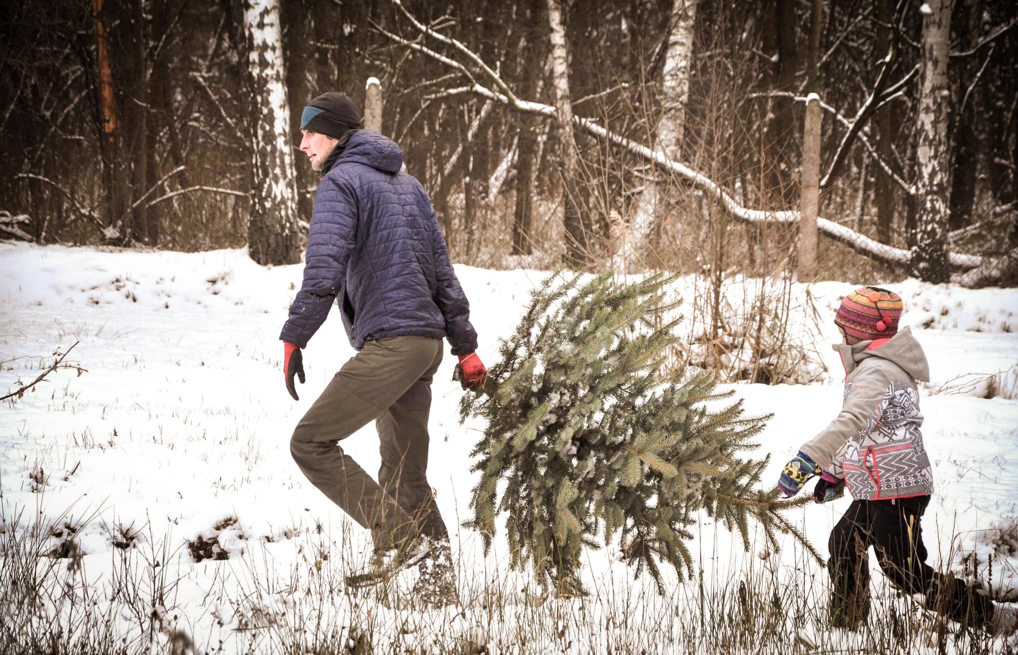 Wytnij swoją wymarzoną choinkę podczas Choinkobrania. Ile trzeba będzie zapłacić za drzewko?