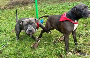 Przywiązane do słupa, z nieaktywnymi chipami. Kto pozbył się psów?