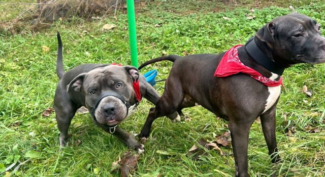 interwencja 1712 (2)