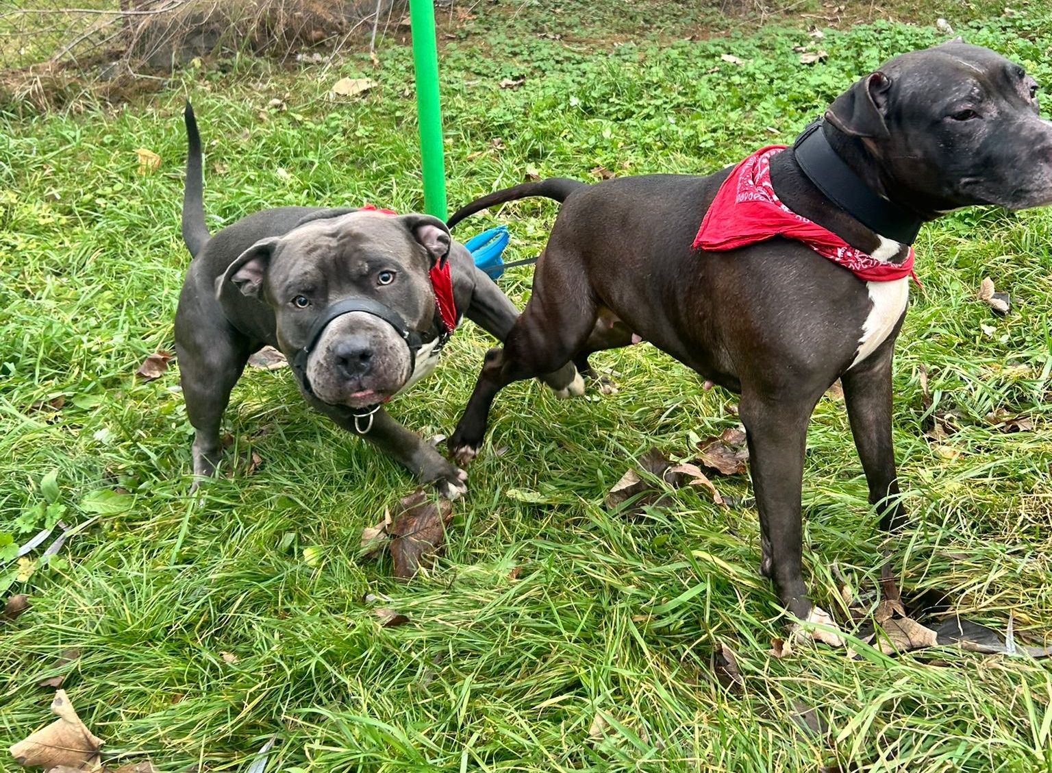 Przywiązane do słupa, z nieaktywnymi chipami. Kto pozbył się psów?