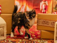 Pies, kot albo chomik pod choinkę? To decyzja na lata, a nie pomysł na prezent