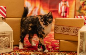 Pies, kot albo chomik pod choinkę? To decyzja na lata, a nie pomysł na prezent