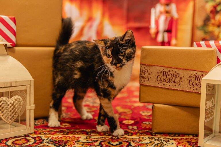 Pies, kot albo chomik pod choinkę? To decyzja na lata, a nie pomysł na prezent