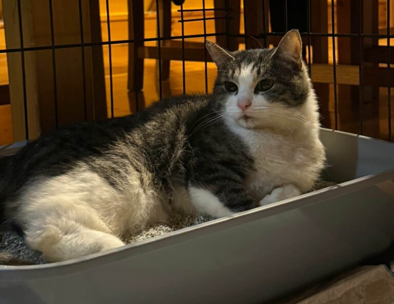 Coco walczy o życie. Fundacja Mam Pomysł apeluje o wsparcie [FOTO]