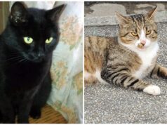 Vincent i Mela znów tracą domy. Kto je przygarnie?