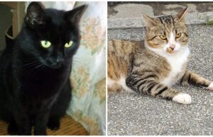 Vincent i Mela znów tracą domy. Kto je przygarnie?