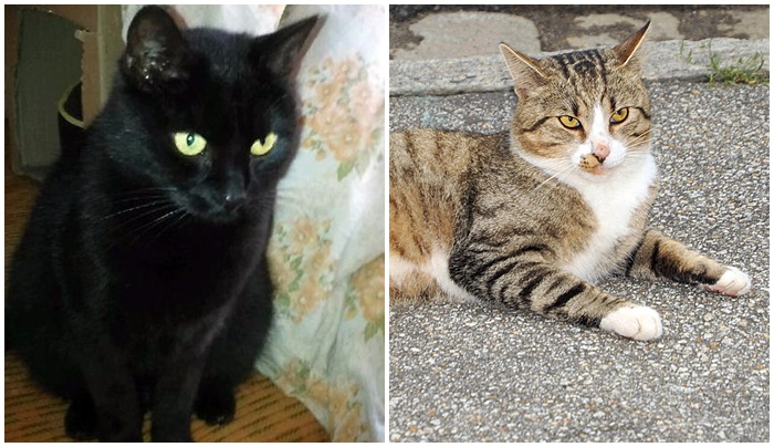 Vincent i Mela znów tracą domy. Kto je przygarnie?