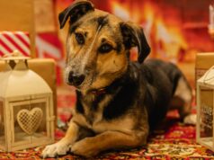 Jak nie zamienić zwierzętom świąt w horror? Potrawy ze świątecznego stołu mogą być trucizną