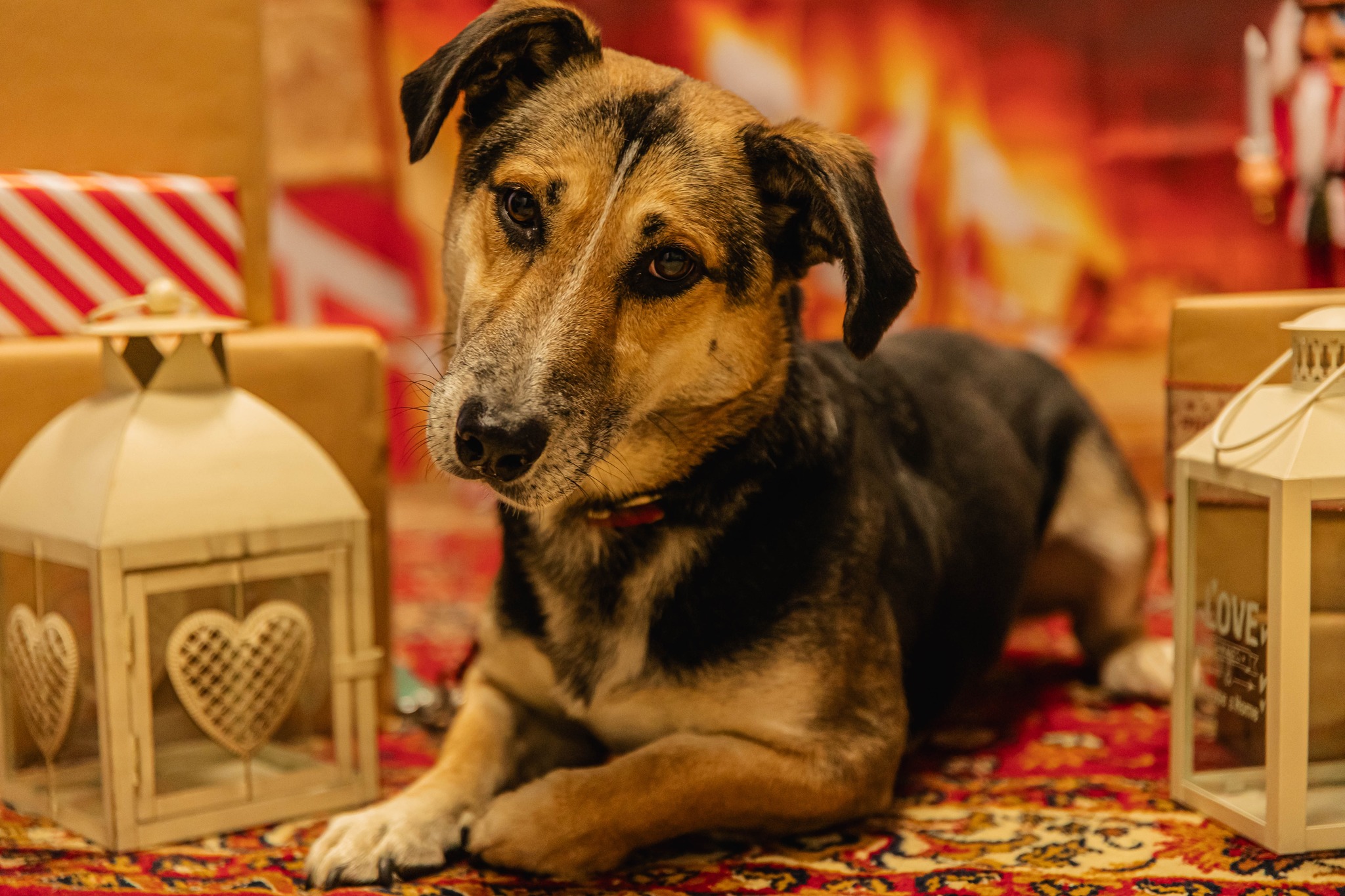 Jak nie zamienić zwierzętom świąt w horror? Potrawy ze świątecznego stołu mogą być trucizną