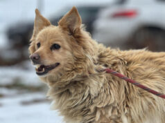 Do serca przytul psa. Frula czeka na nowy dom