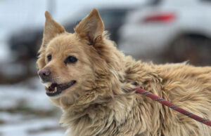 Do serca przytul psa. Frula czeka na nowy dom