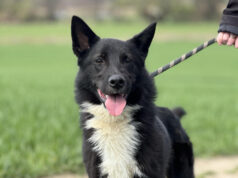 Do serca przytul psa. Sergio czeka na nowy dom