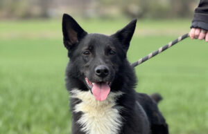 Do serca przytul psa. Sergio czeka na nowy dom