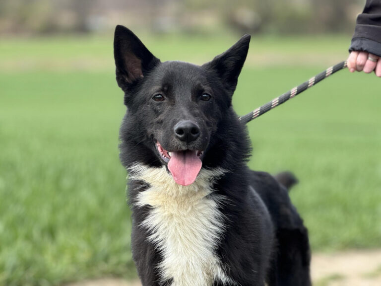 Do serca przytul psa. Sergio czeka na nowy dom