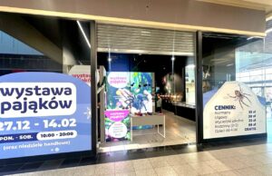Wystawa Pająków w Galerii Świdnickiej: zimowa atrakcja dla całych rodzin