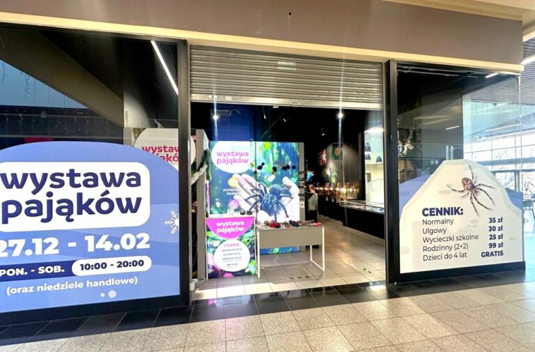 Wystawa Pająków w Galerii Świdnickiej: zimowa atrakcja dla całych rodzin