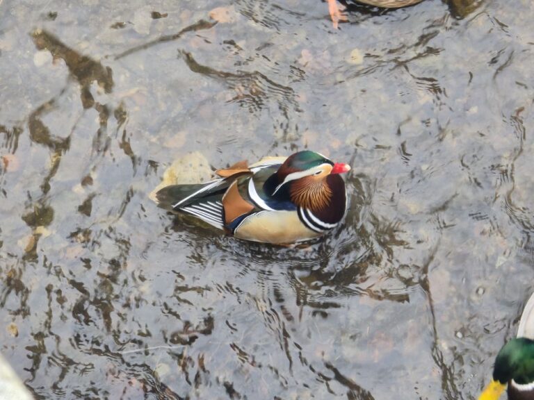Kolorowy gość w świdnickim Parku Centralnym [FOTO]