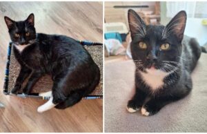 7-miesięczny Freddie szuka domu