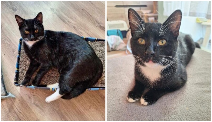 7-miesięczny Freddie szuka domu