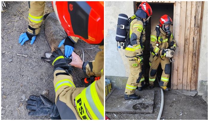 Ratowali zwierzęta z objętego pożarem budynku
