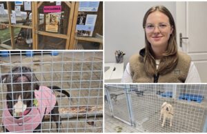 Chora przestrzeń bez systemu. O sytuacji zwierząt, schronisk i planach czipowania rozmawiamy z Adrianą Kaszubą